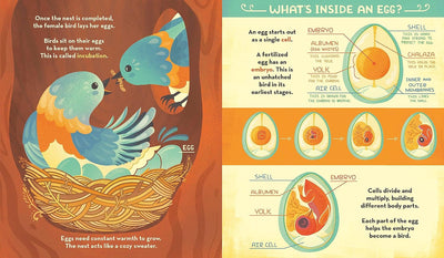 What's Inside A Bird's Nest?: And Other Questions About Nature & Life Cycles