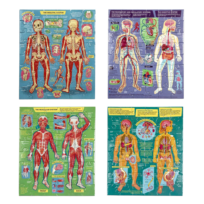 Human Anatomy 4-Piece 48 Piece Puzzle Set