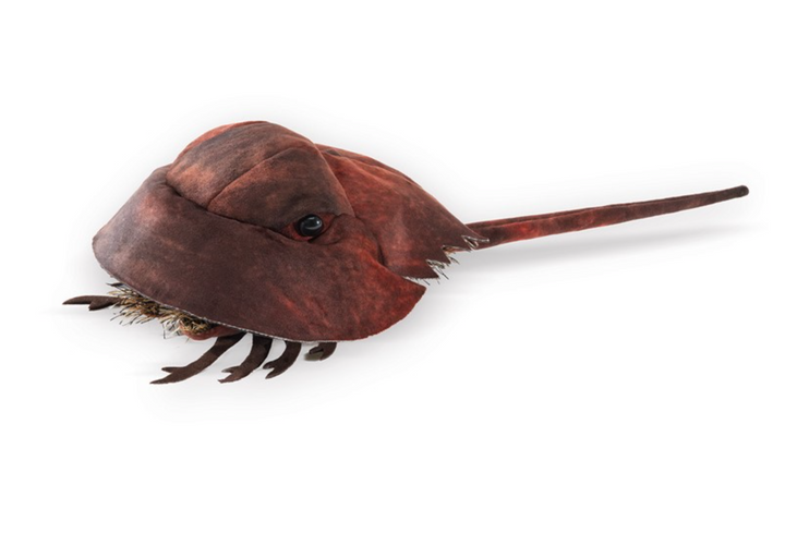 Horseshoe Crab