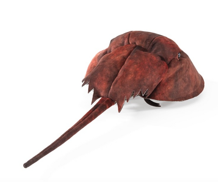 Horseshoe Crab