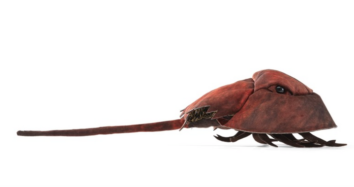 Horseshoe Crab