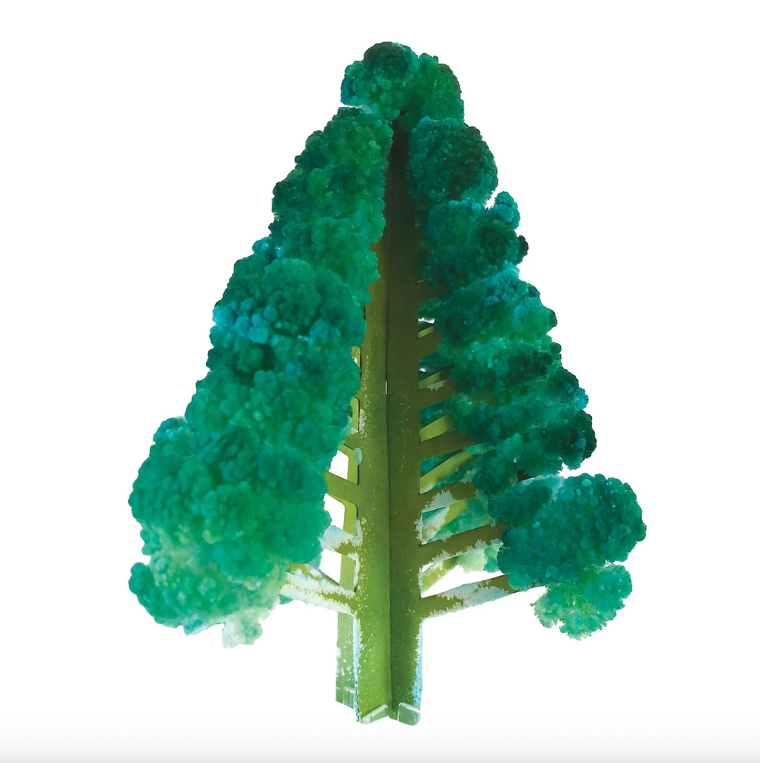 Crystal Growing Douglas Fir