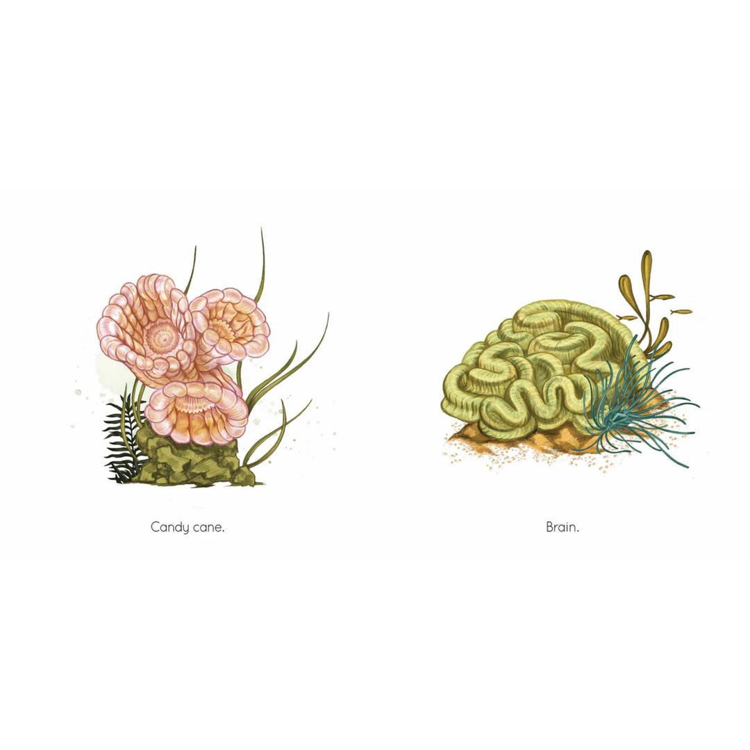 Coral