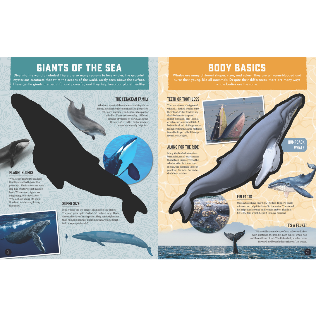 Inside Out Whale