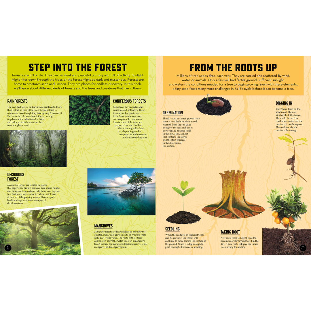 Inside Out Forest
