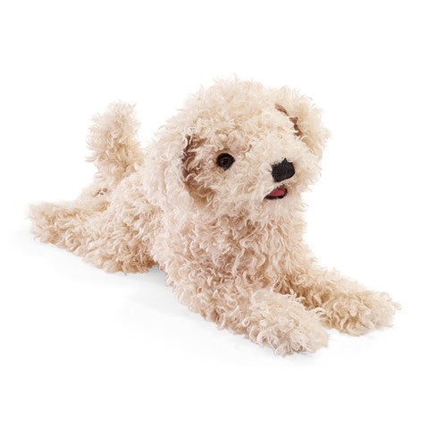 White Poodle Puppy