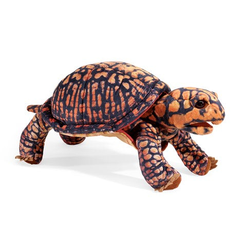 Box Turtle