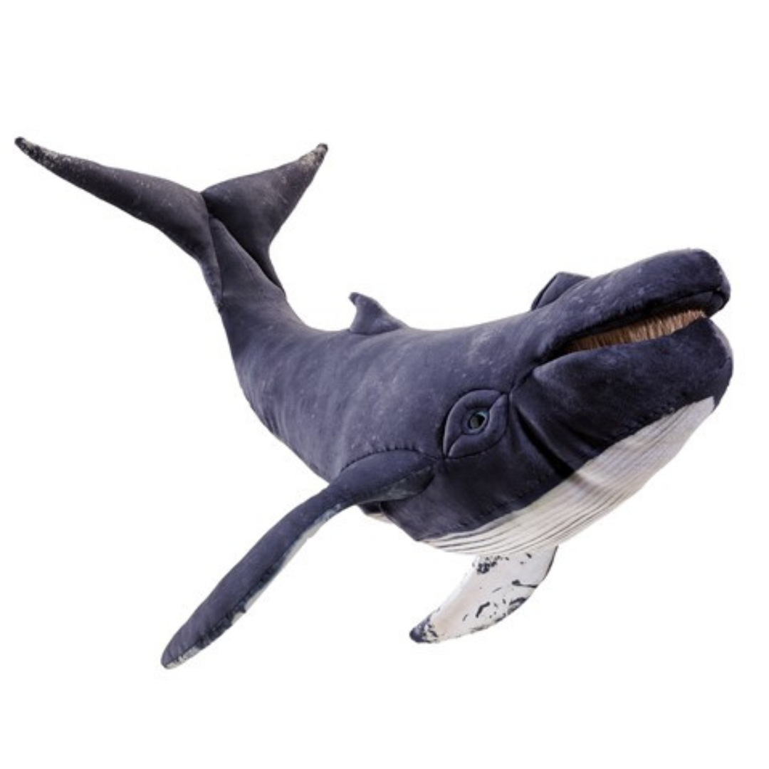 Humpback Whale