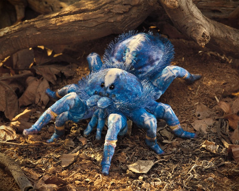 Blue Tarantula